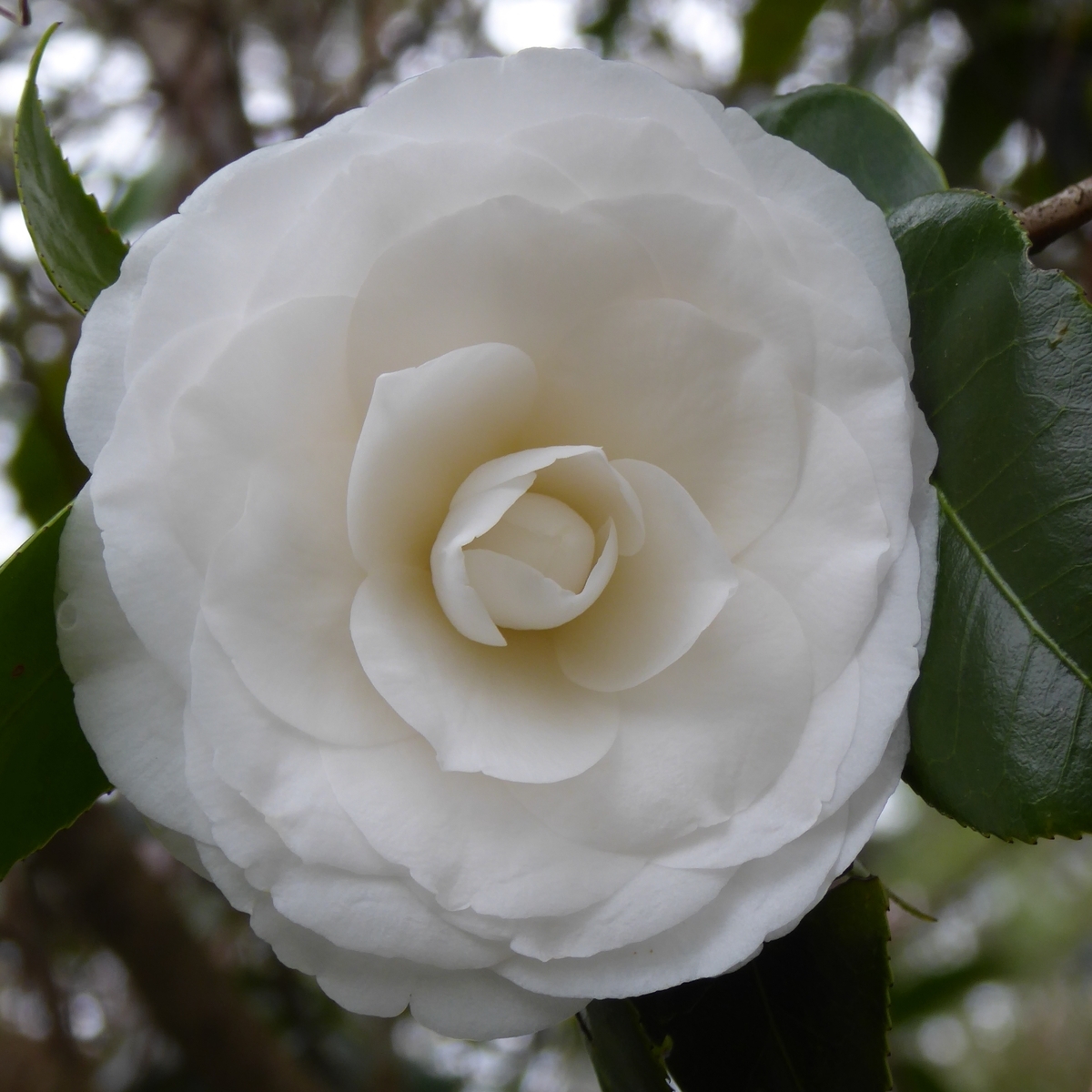 White By The Gate Camellia