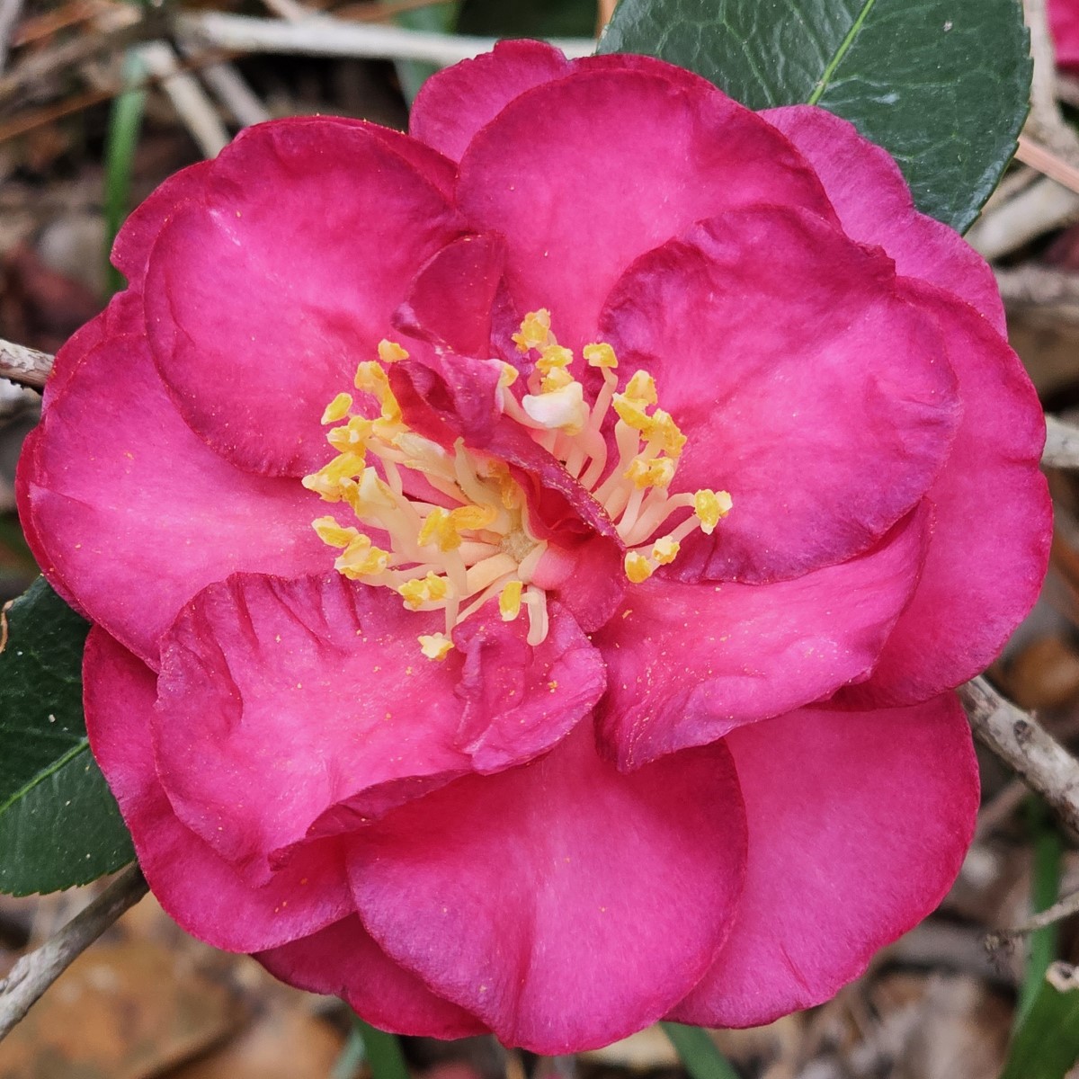 Dazzler Sasanqua Camellia