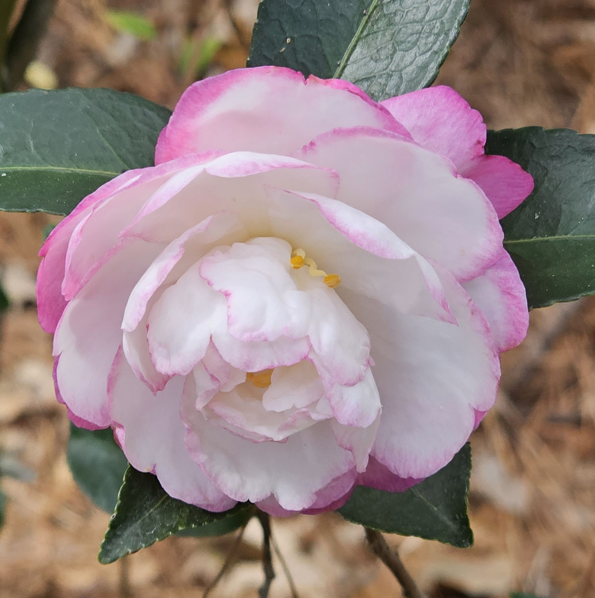 Moonshadow™ Sasanqua Camellia