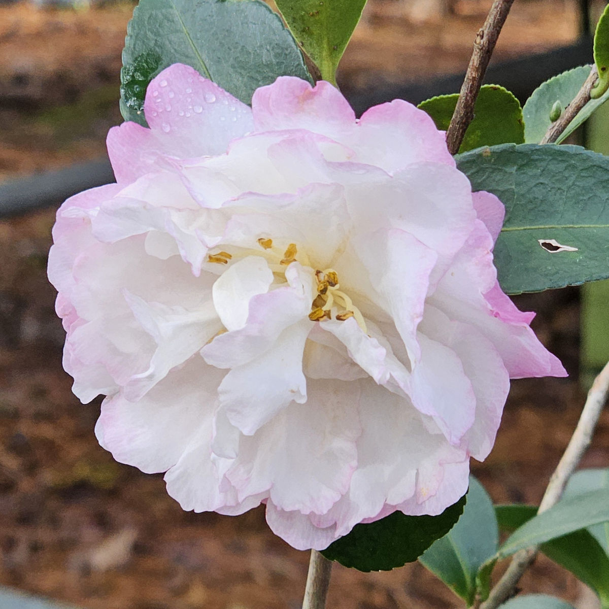 Moonshadow™ Sasanqua Camellia