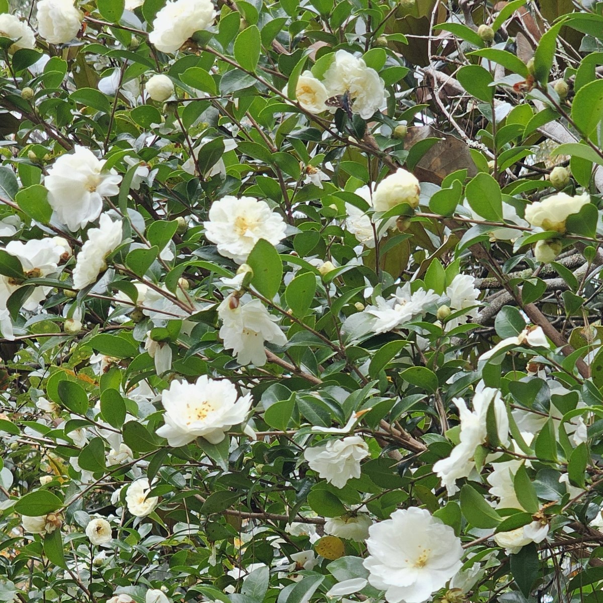 Mine-No-Yuki Sasanqua Camellia, Snow on the Mountain, White Doves, Snow on the Ridge Sasanqua Camellia