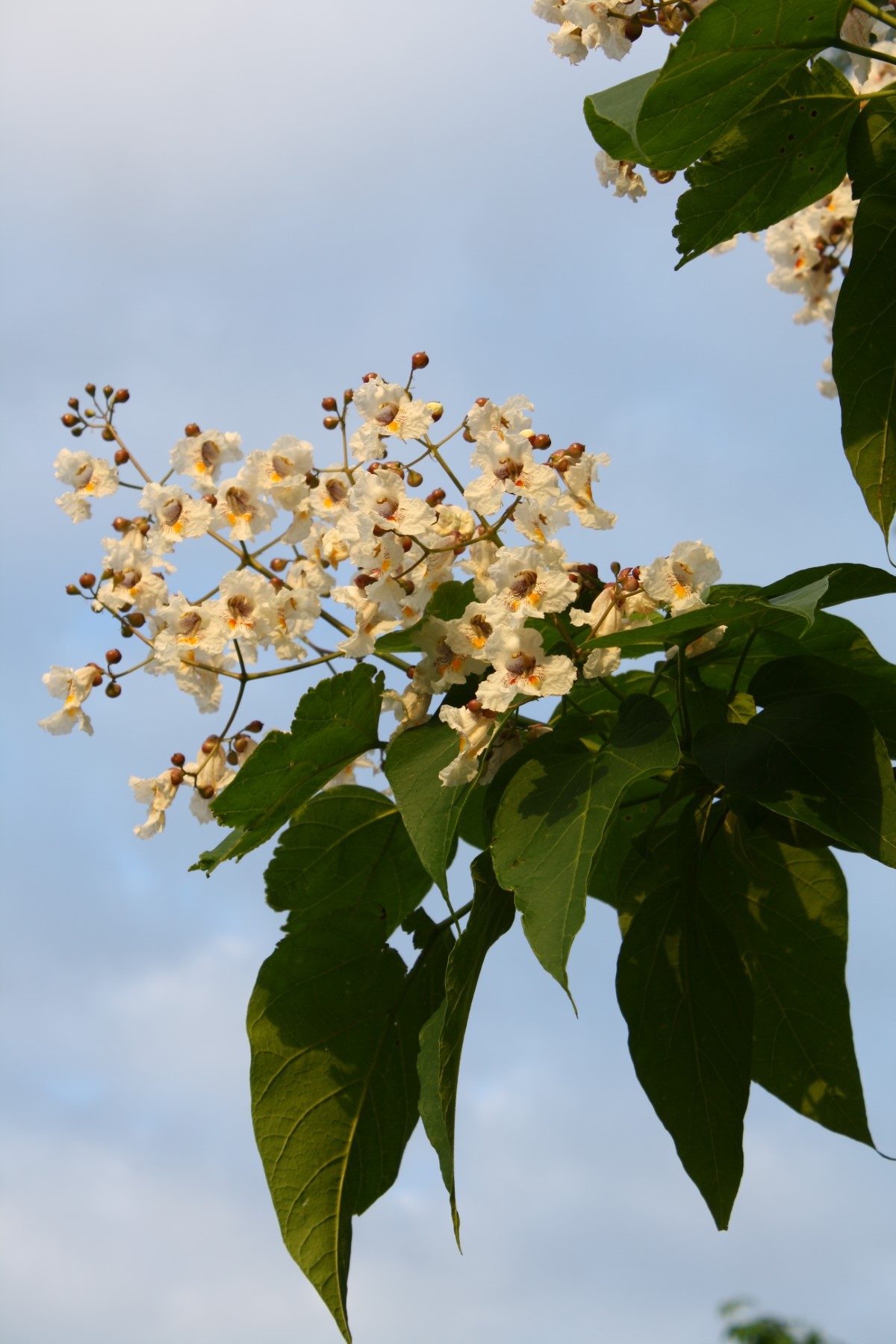 Southern Catalpa, Indian Bean Tree, Cigar Tree