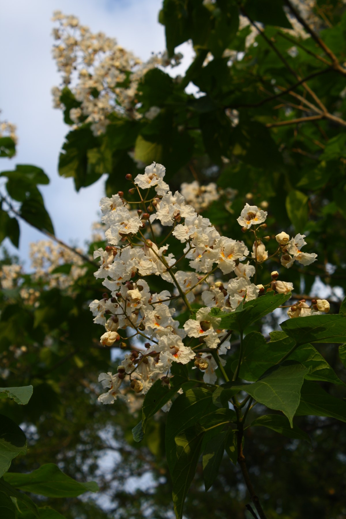 Southern Catalpa, Indian Bean Tree, Cigar Tree