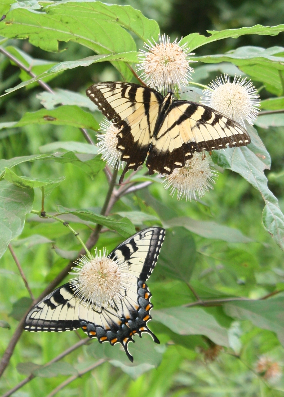 Buttonbush, Button Willow, Honey Bells