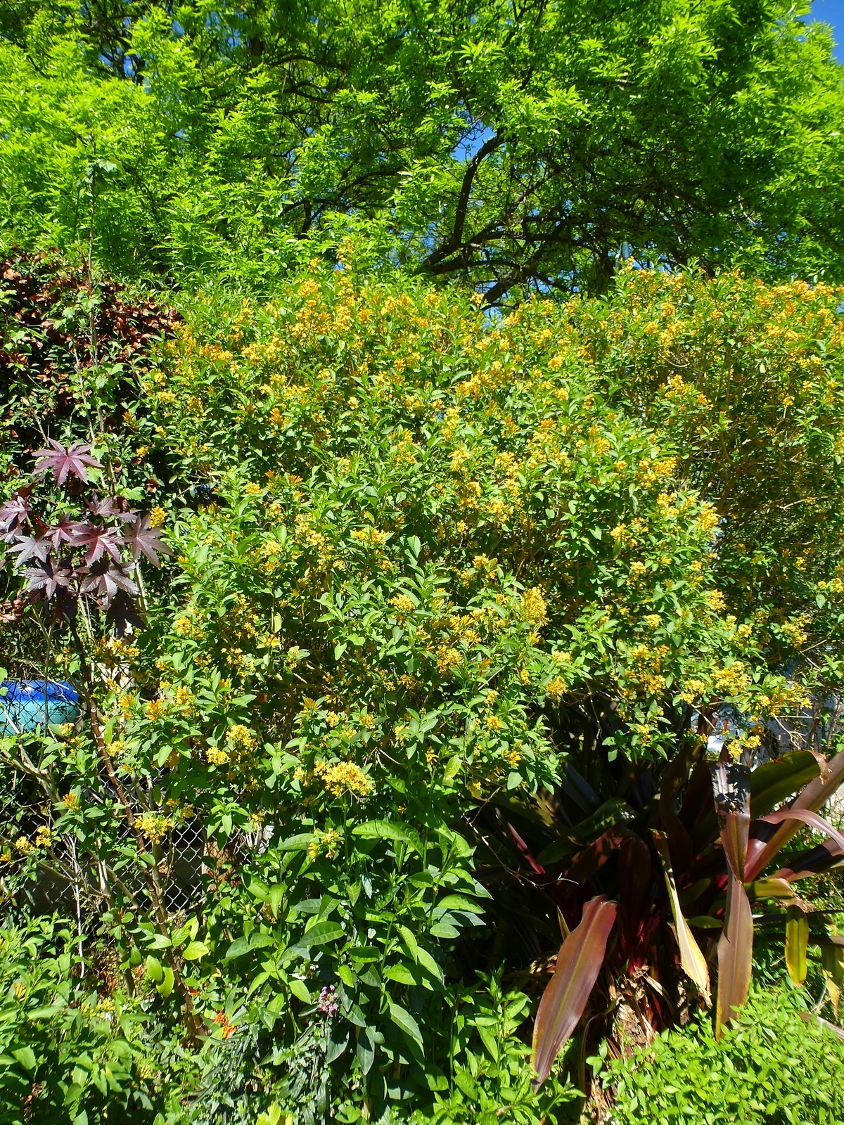 Orange Zest Cestrum, Golden Cestrum, Yellow Cestrum, Orange Jessamine, Orange Jasmine
