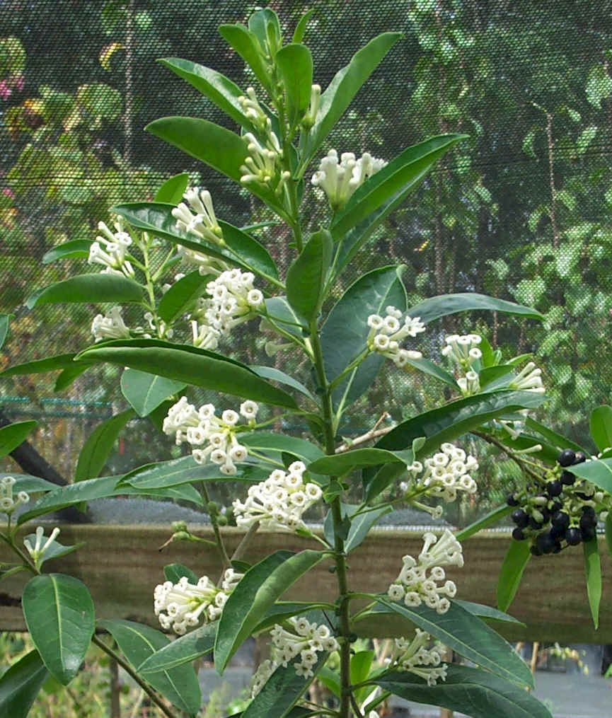 White Cestrum, Day Blooming Jasmine, Din ka Raja, Day Blooming Jessamine, Chinese Inkberry, China Berry