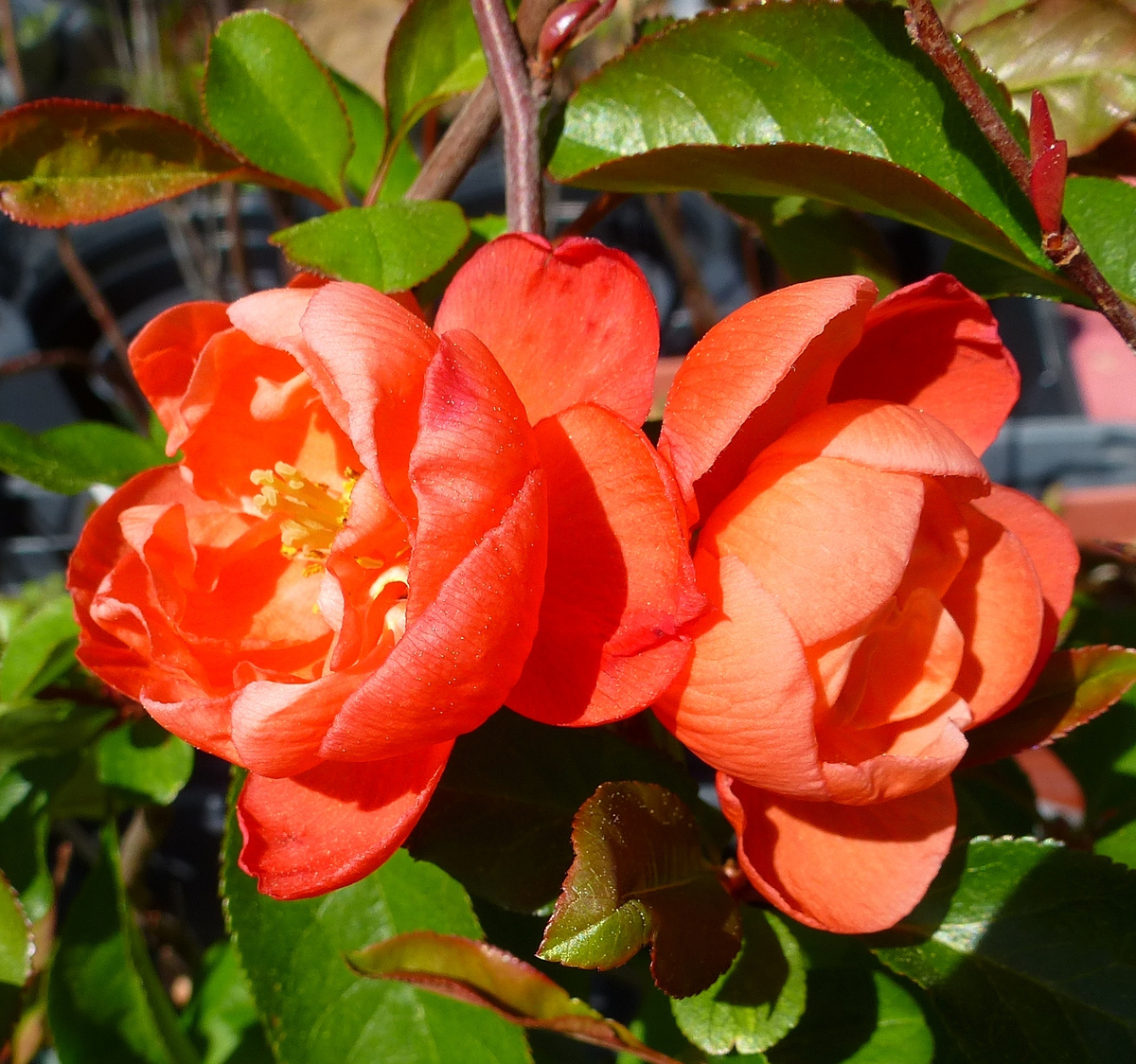 Chojuraku Double Orange Flowering Quince, Japanese Quince