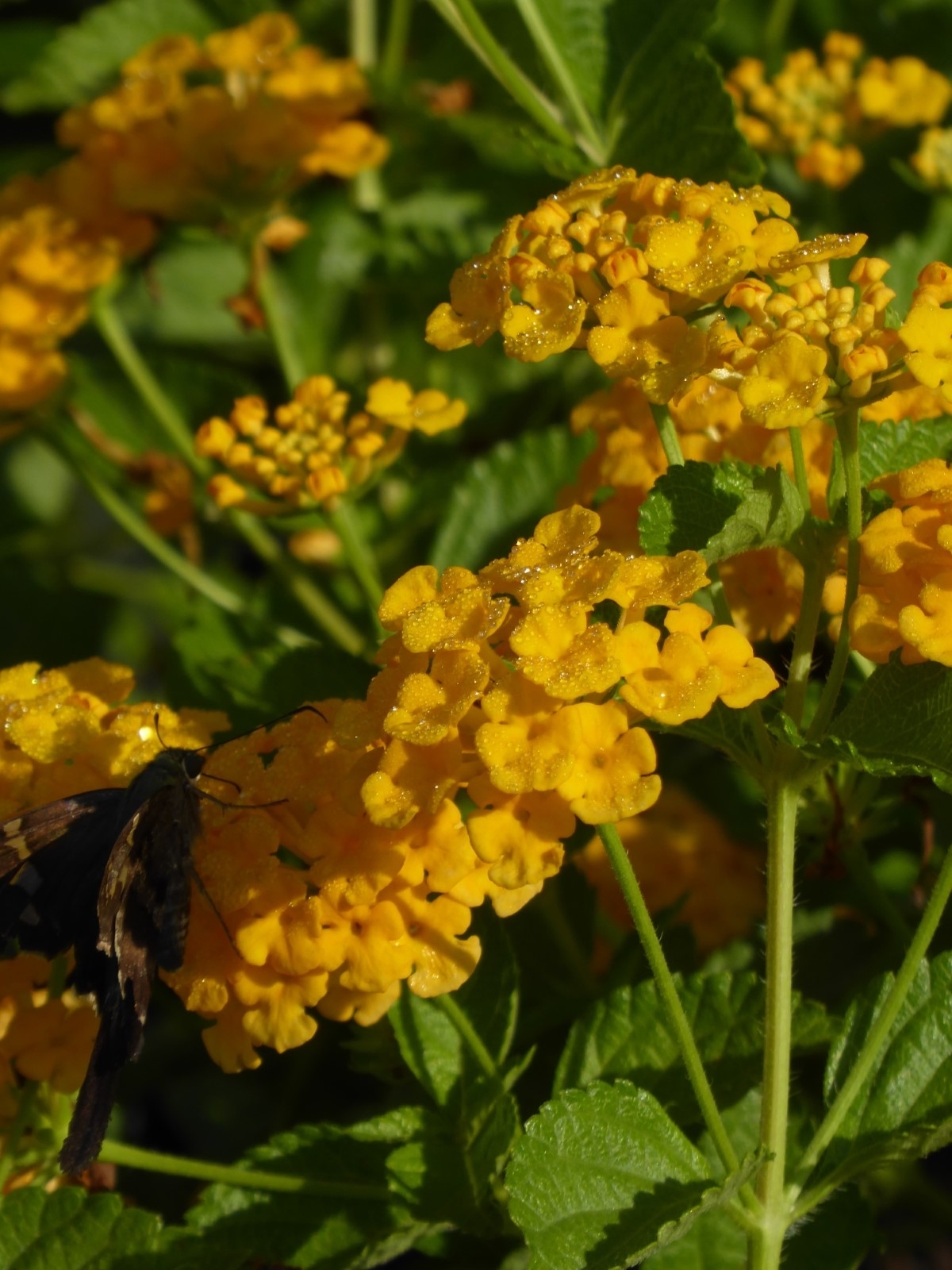Chapel Hill Gold Lantana