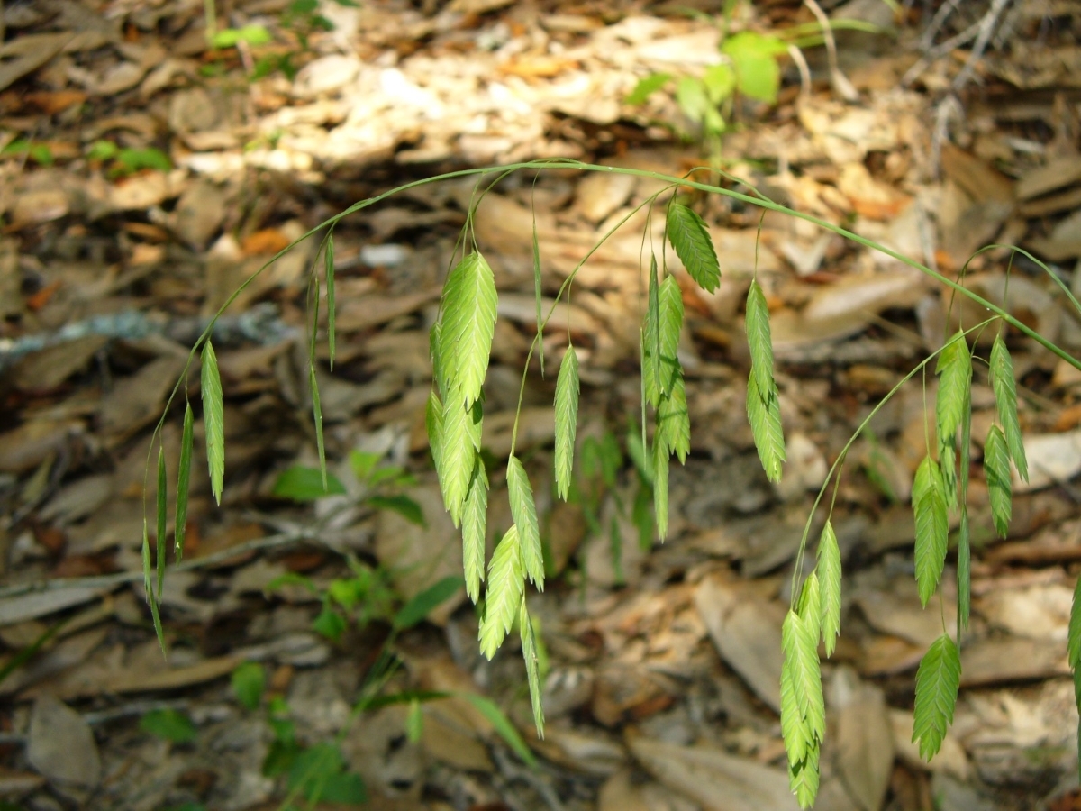 Inland Sea Oats, Indian Wood Oats, Northern Sea Oats, River Oats, Flathead Oats, Fish-On-A-Fishing Pole, Wild Oats