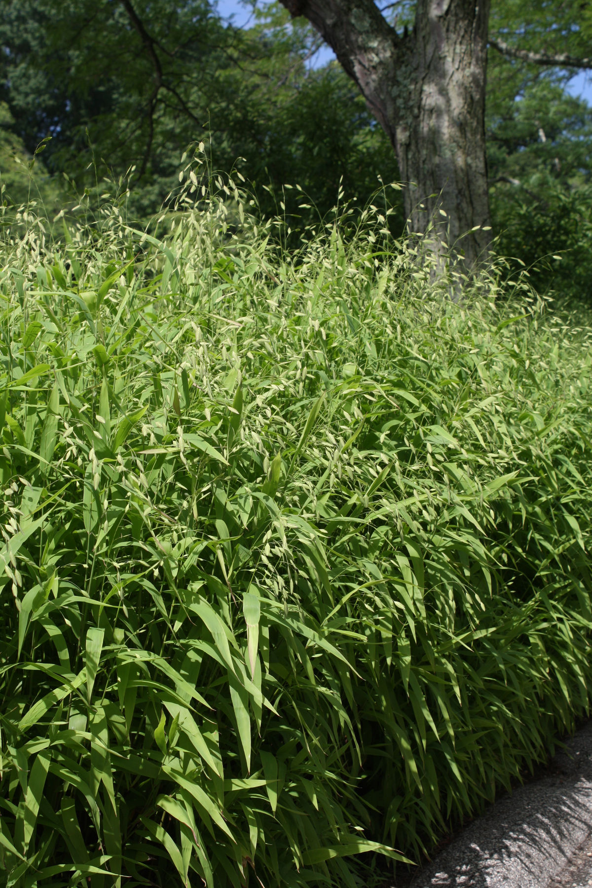 Inland Sea Oats, Indian Wood Oats, Northern Sea Oats, River Oats, Flathead Oats, Fish-On-A-Fishing Pole, Wild Oats