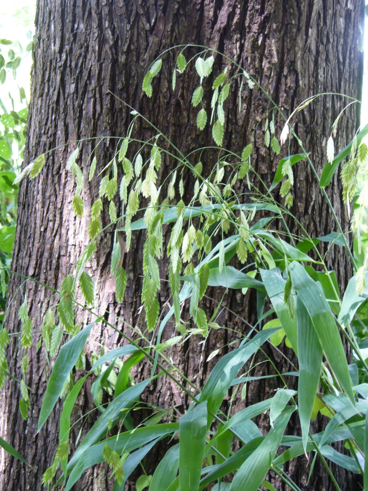 Inland Sea Oats, Indian Wood Oats, Northern Sea Oats, River Oats, Flathead Oats, Fish-On-A-Fishing Pole, Wild Oats