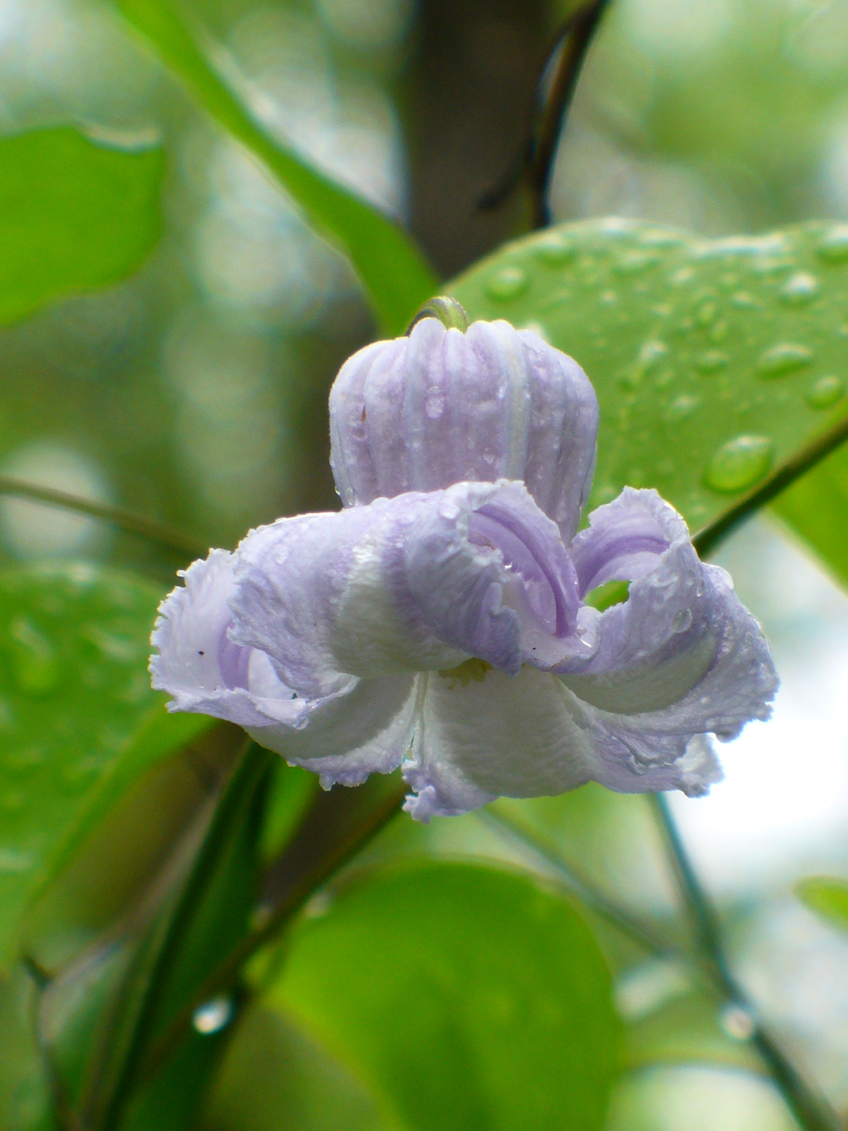 Swamp Leather Flower Clematis, Blue Jasmine, Curly Clematis, Marsh Flower