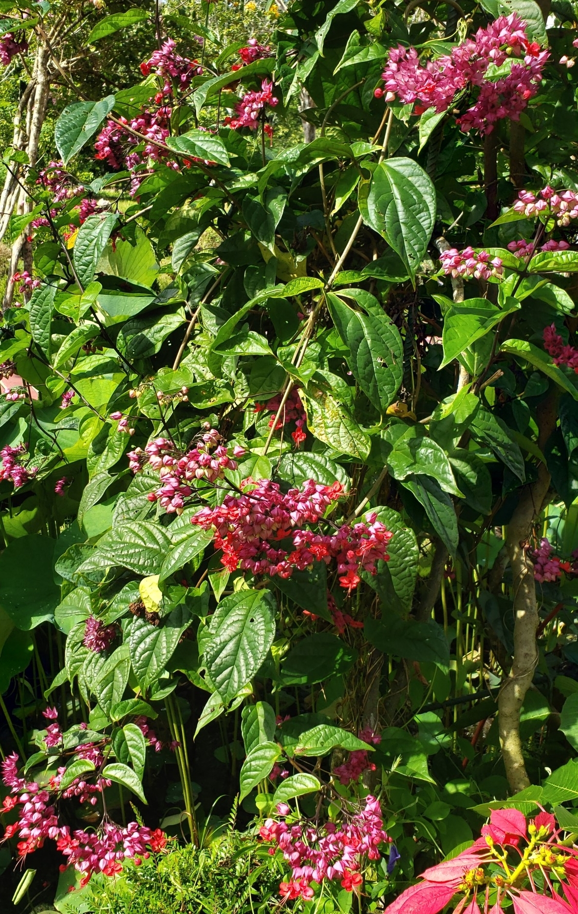 Red Bleeding Heart Vine
