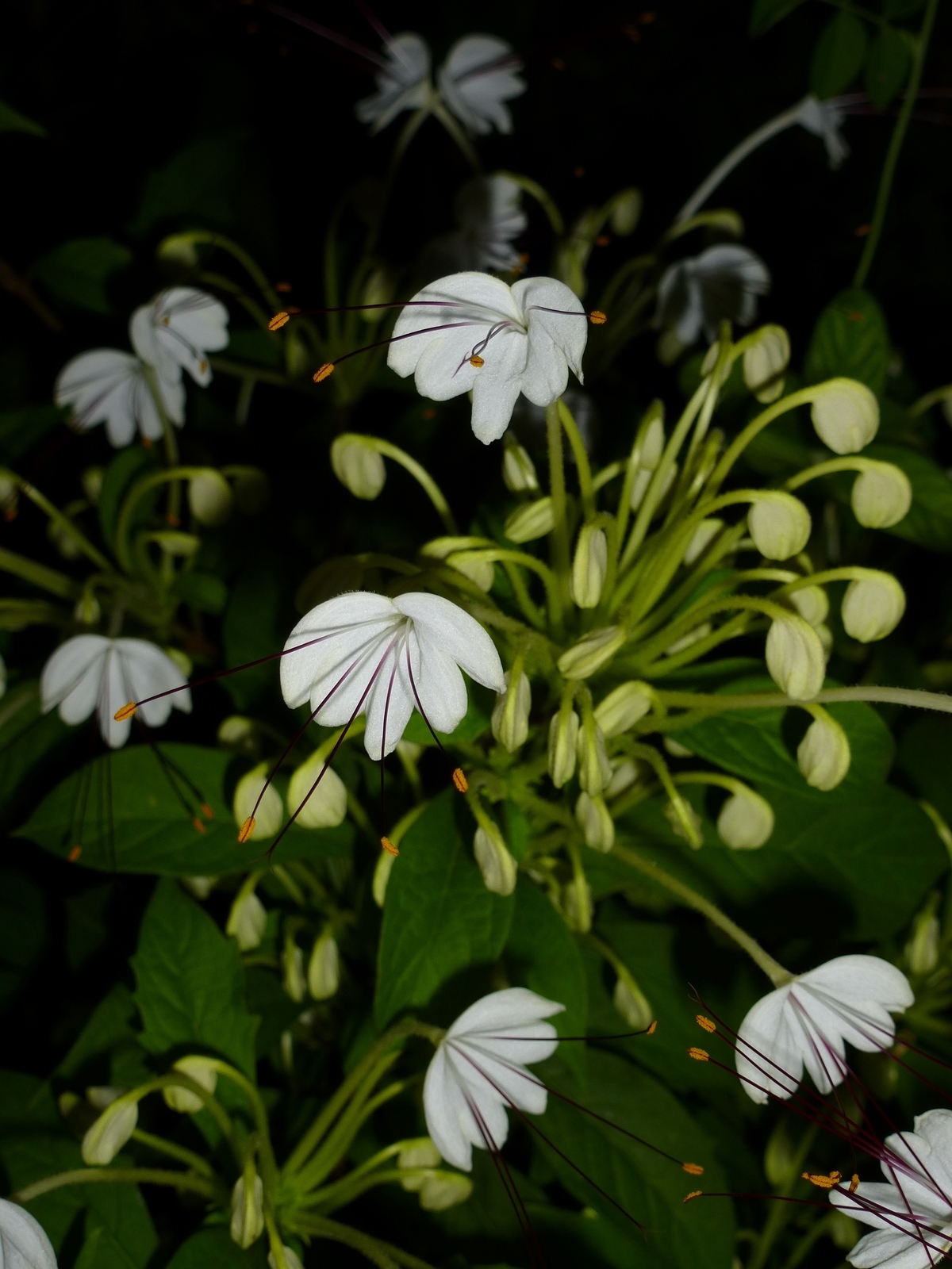Musical Notes Clerodendrum, Witch's Tongue, Do Re Mi Plant, Morning Kiss