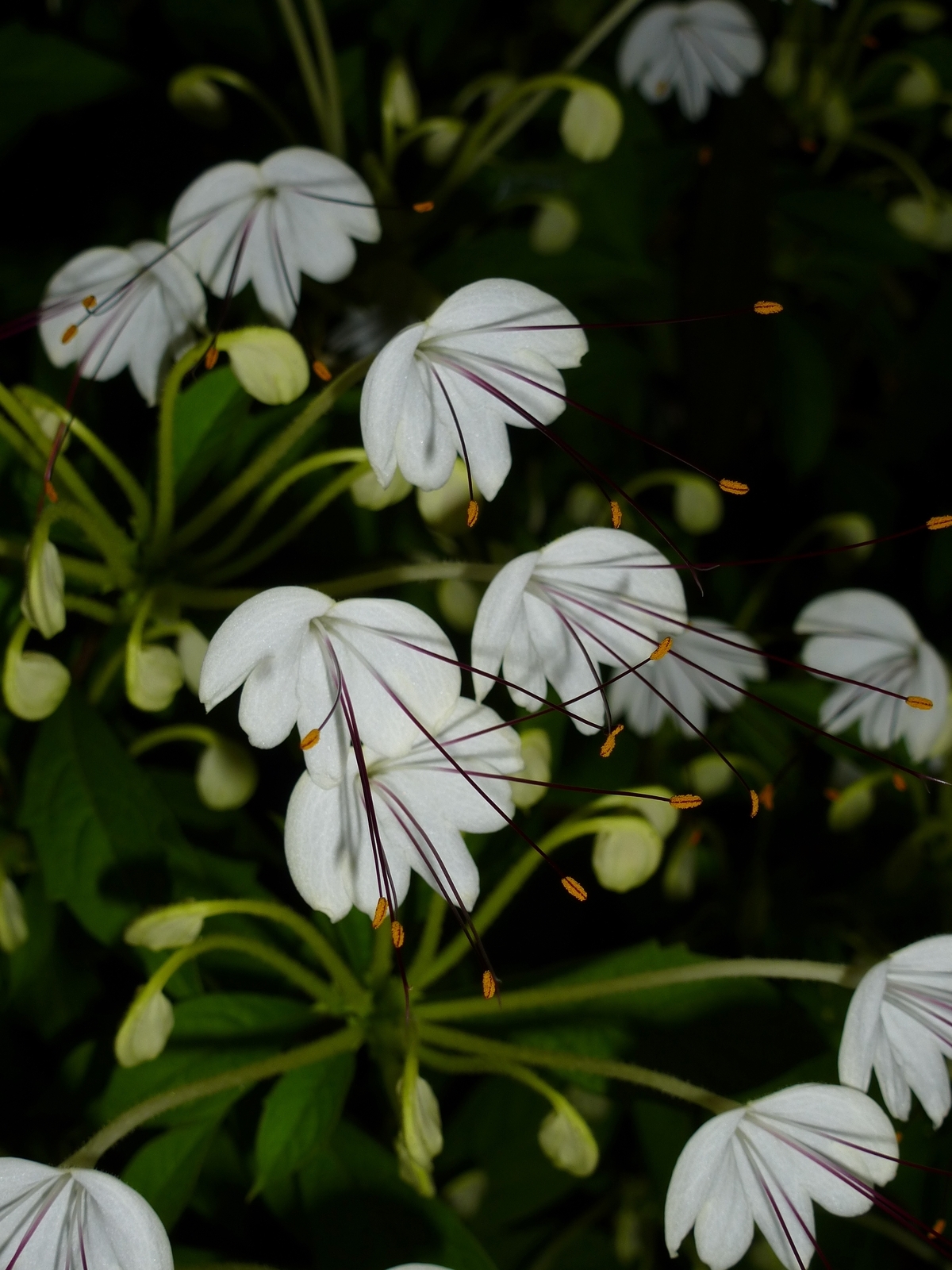 Musical Notes Clerodendrum, Witch's Tongue, Do Re Mi Plant, Morning Kiss