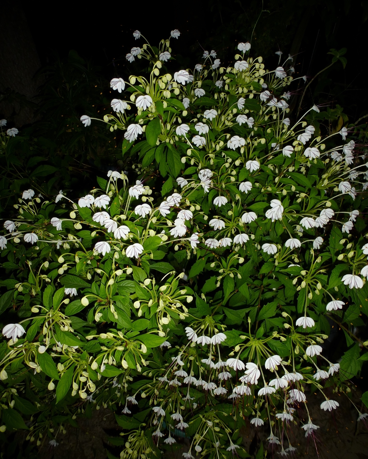 Musical Notes Clerodendrum, Witch's Tongue, Do Re Mi Plant, Morning Kiss