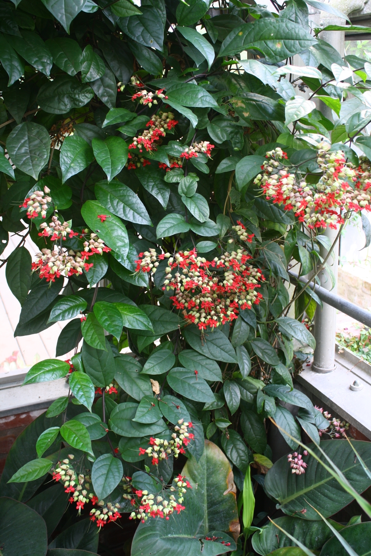 Red Bleeding Heart Vine