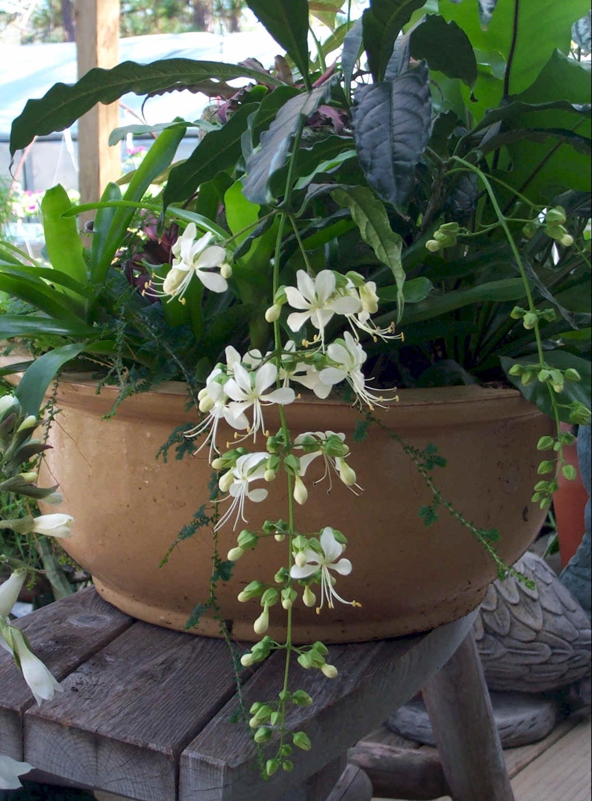 Nodding Clerodendrum, Bridal Veil, Wallich's Glorybower, Nutan Bleeding Heart