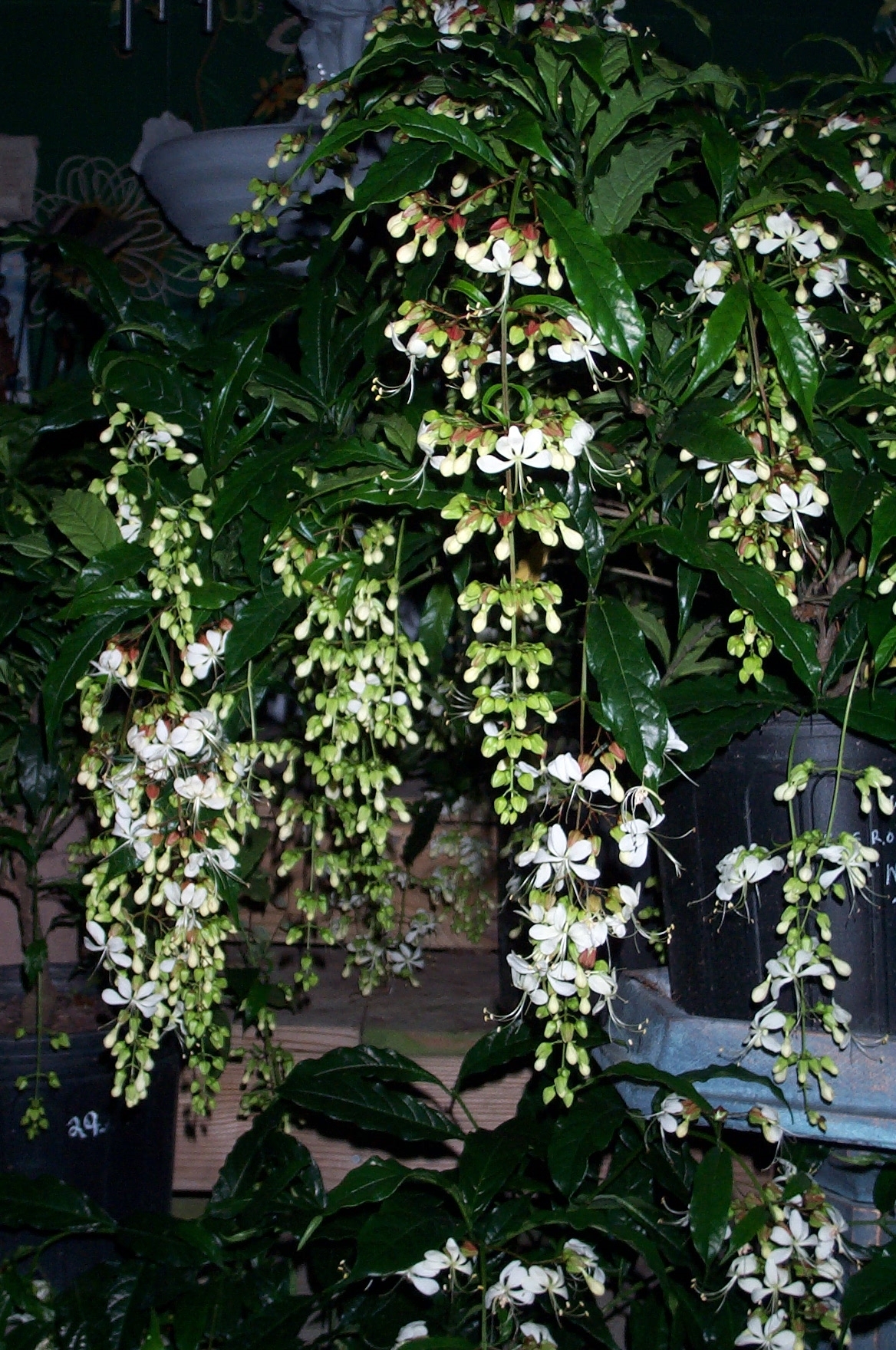 Nodding Clerodendrum, Bridal Veil, Wallich's Glorybower, Nutan Bleeding Heart