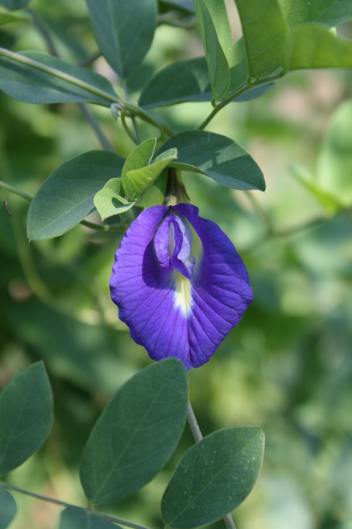 Blue Pea Vine, Blue Clitoria Vine, Butterfly Pea Vine, Blue Peavine, Peavine