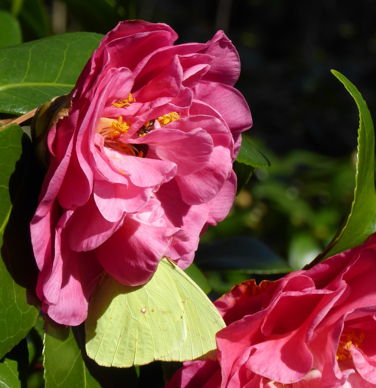 Spellbound Camellia, Marie Bracy Camellia