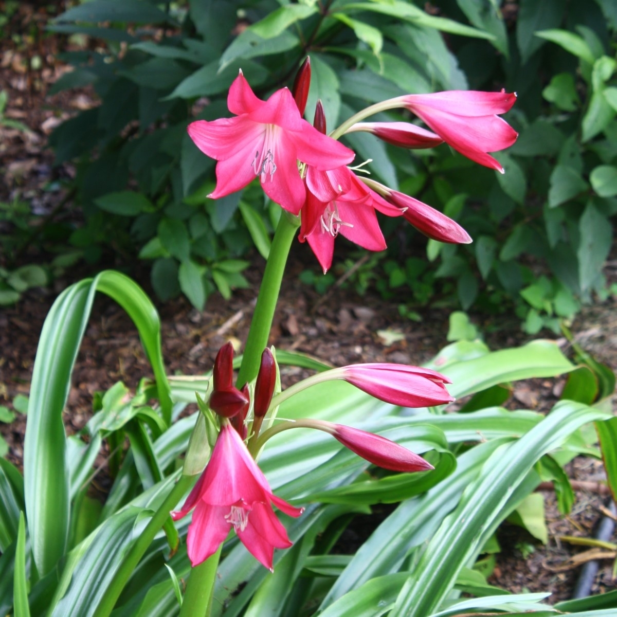 Ellen Bosanquet Red Crinum Lily