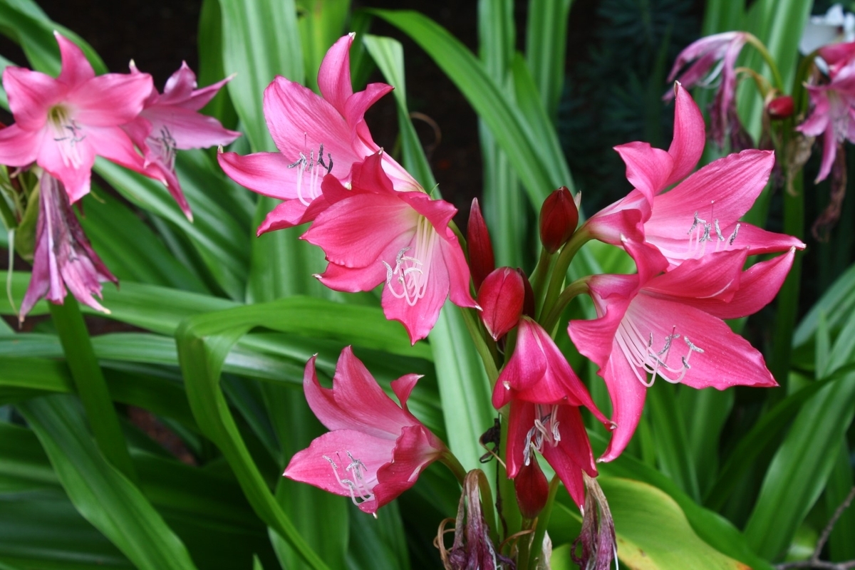 Ellen Bosanquet Red Crinum Lily