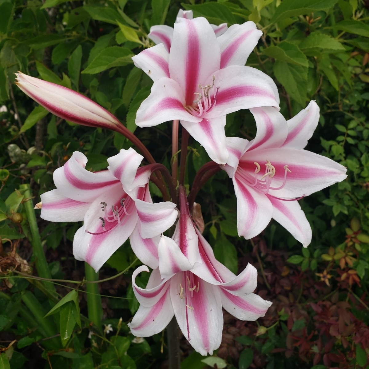 Old Milk and Wine Crinum Lily