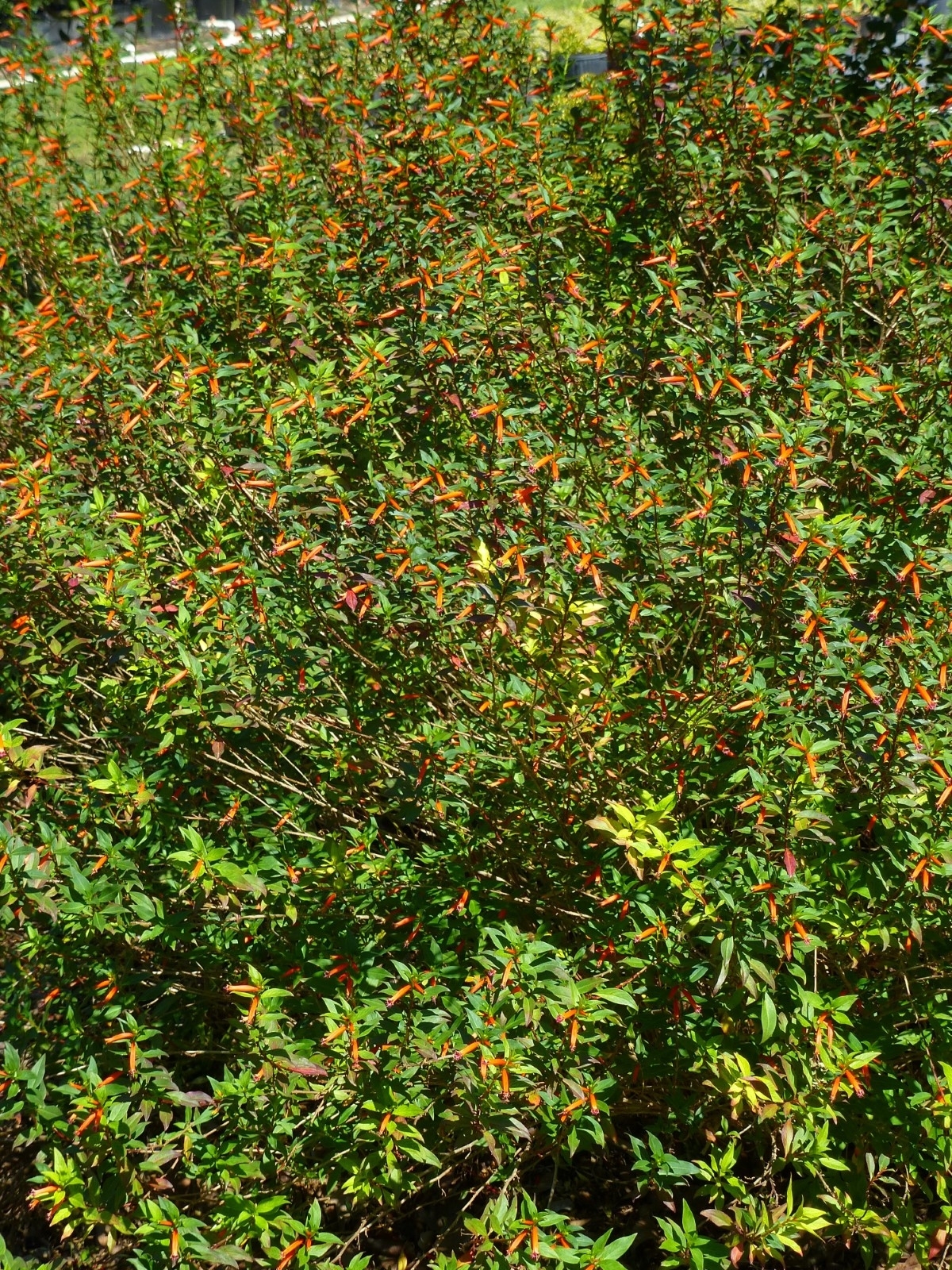 David Verity Cigar Plant, Cuphea