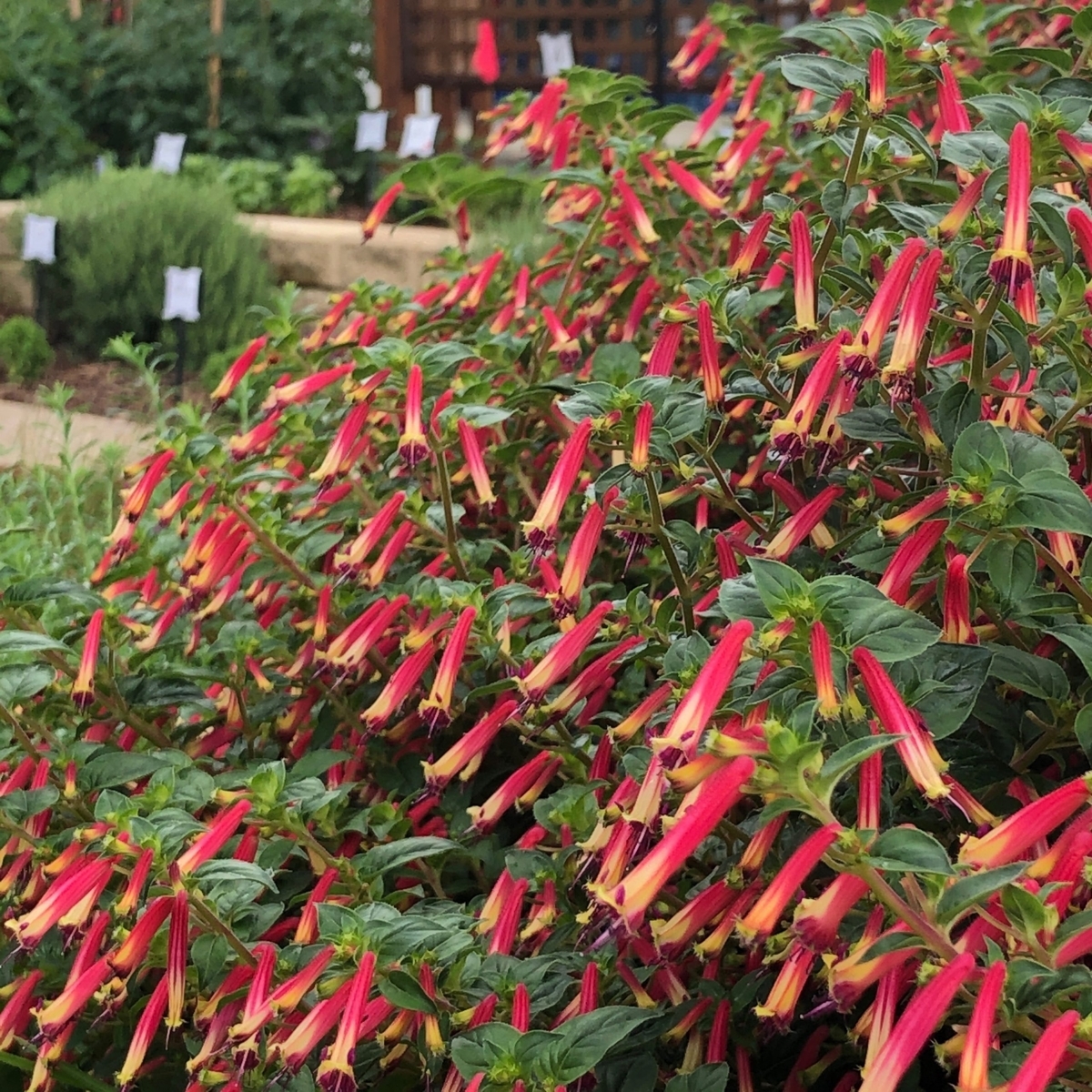 Hummingbird's Lunch Cigar Plant, Cuphea - Groundcovers