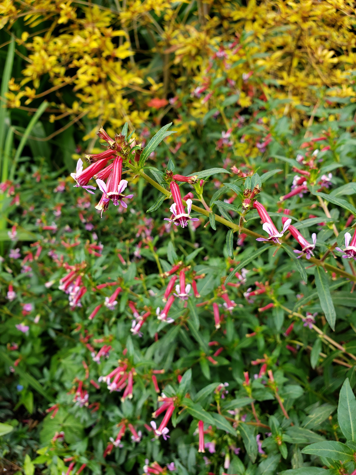 Starfire Pink Cigar Plant, Cuphea, Batface