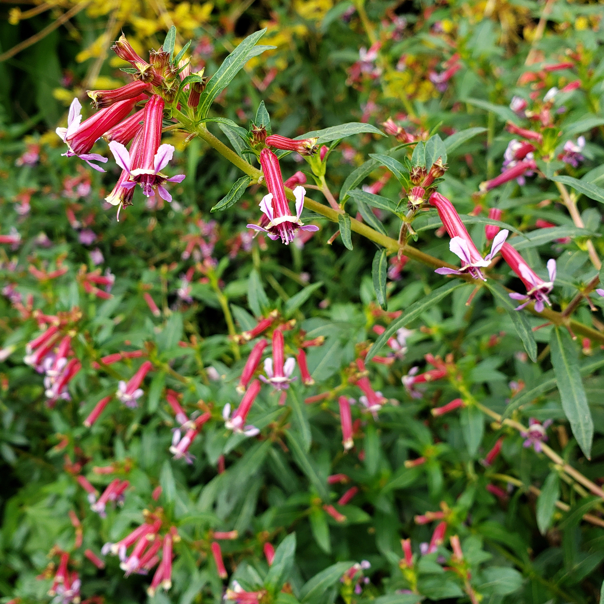 Starfire Pink Cigar Plant, Cuphea, Batface