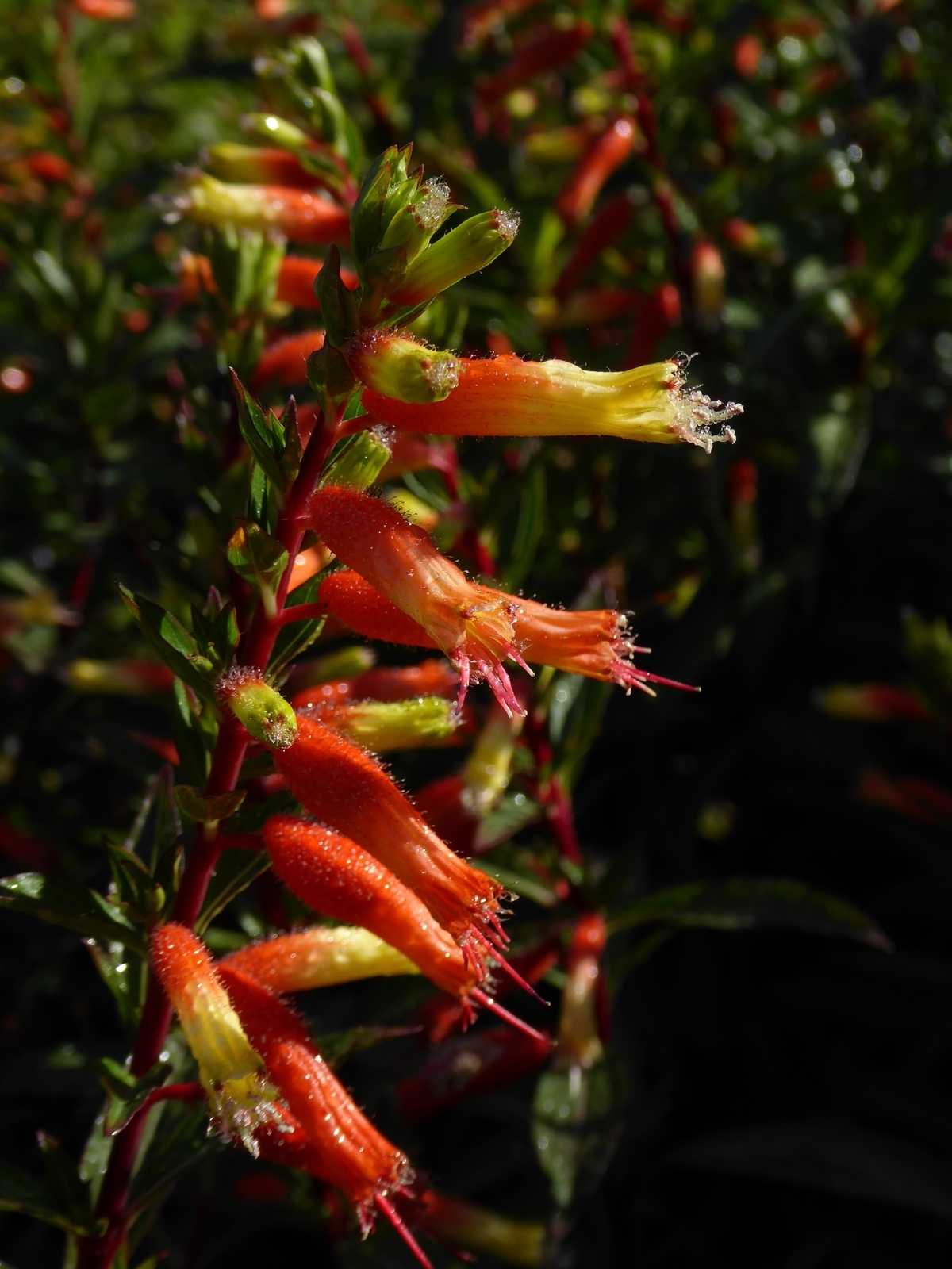 Giant Cigar Plant, Candy Corn Plant, Mexican Giant Cigar