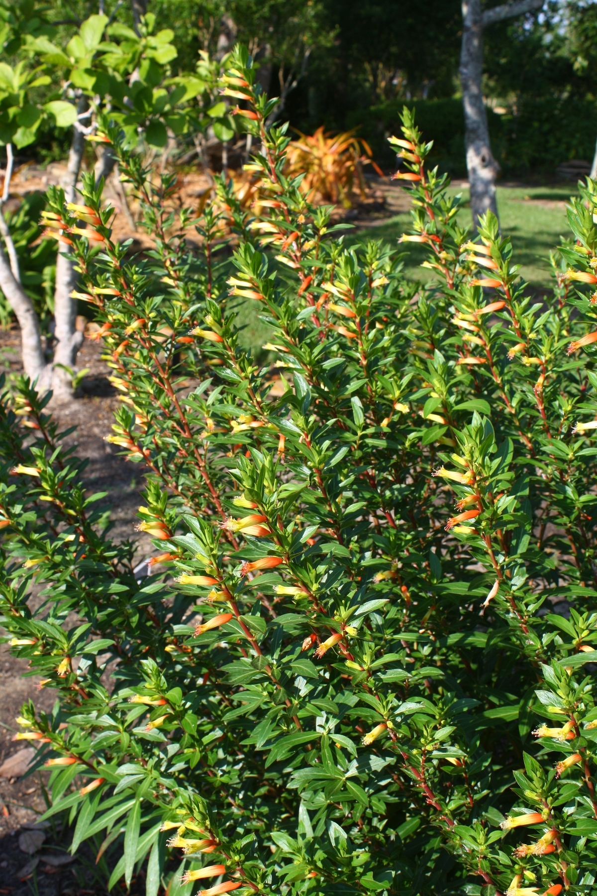 Giant Cigar Plant, Candy Corn Plant, Mexican Giant Cigar