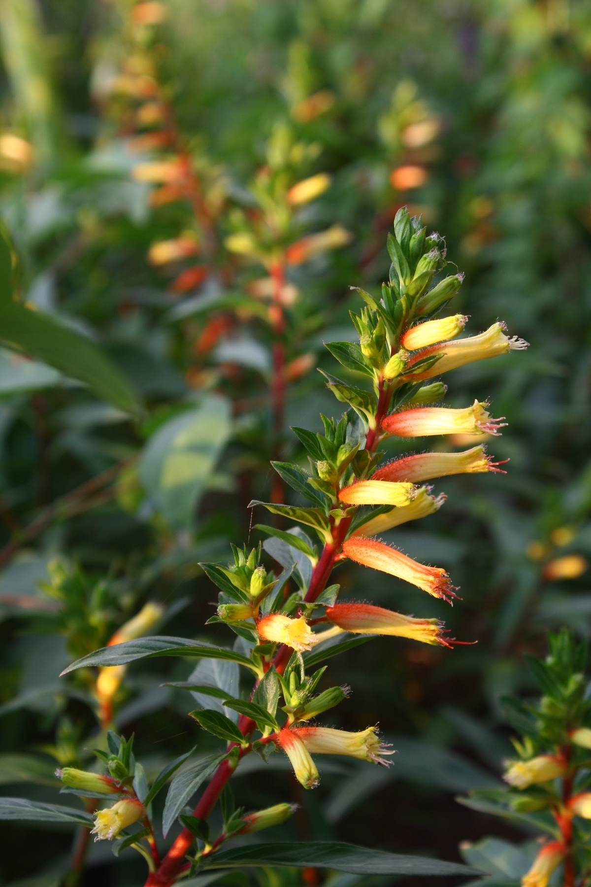 Giant Cigar Plant, Candy Corn Plant, Mexican Giant Cigar
