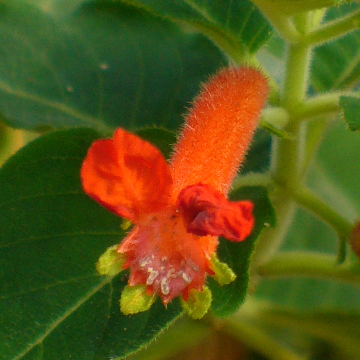 Orange Batface Cuphea, Christmas Cigar Flower, Salvadoran Cigar Plant, Orange Batface