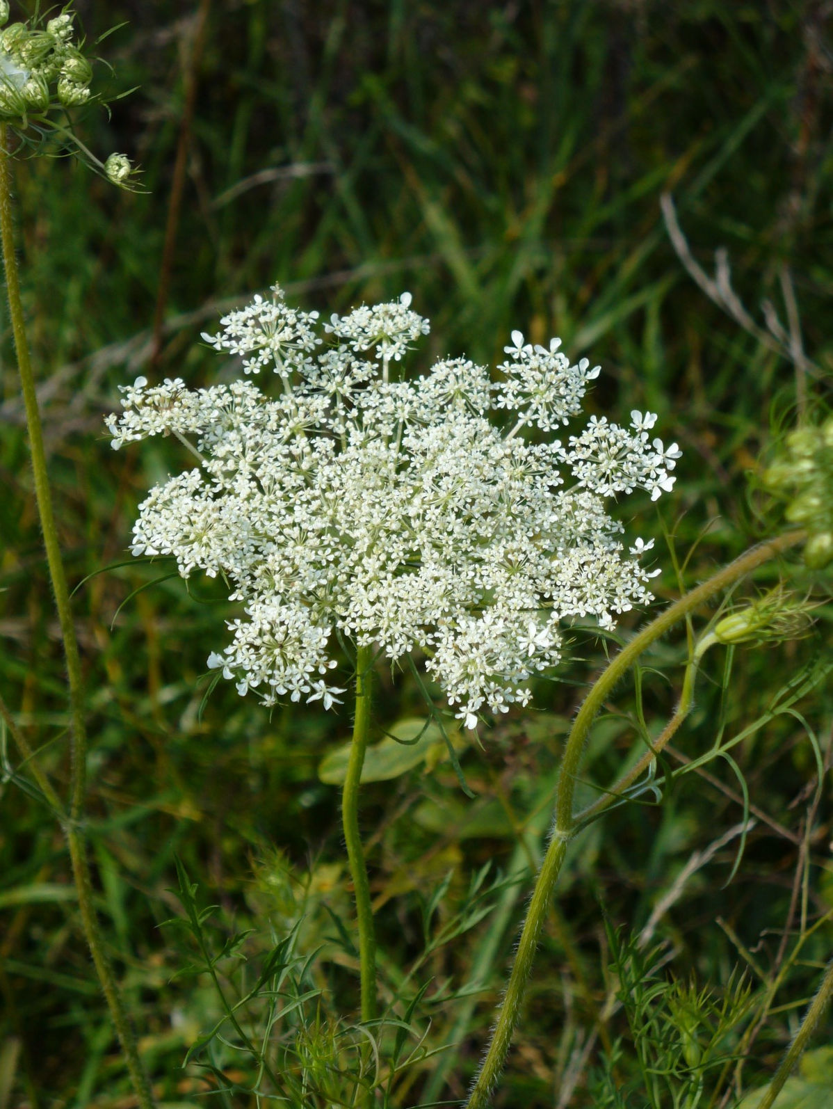 American Wild Carrot, Rattlesnake Weed