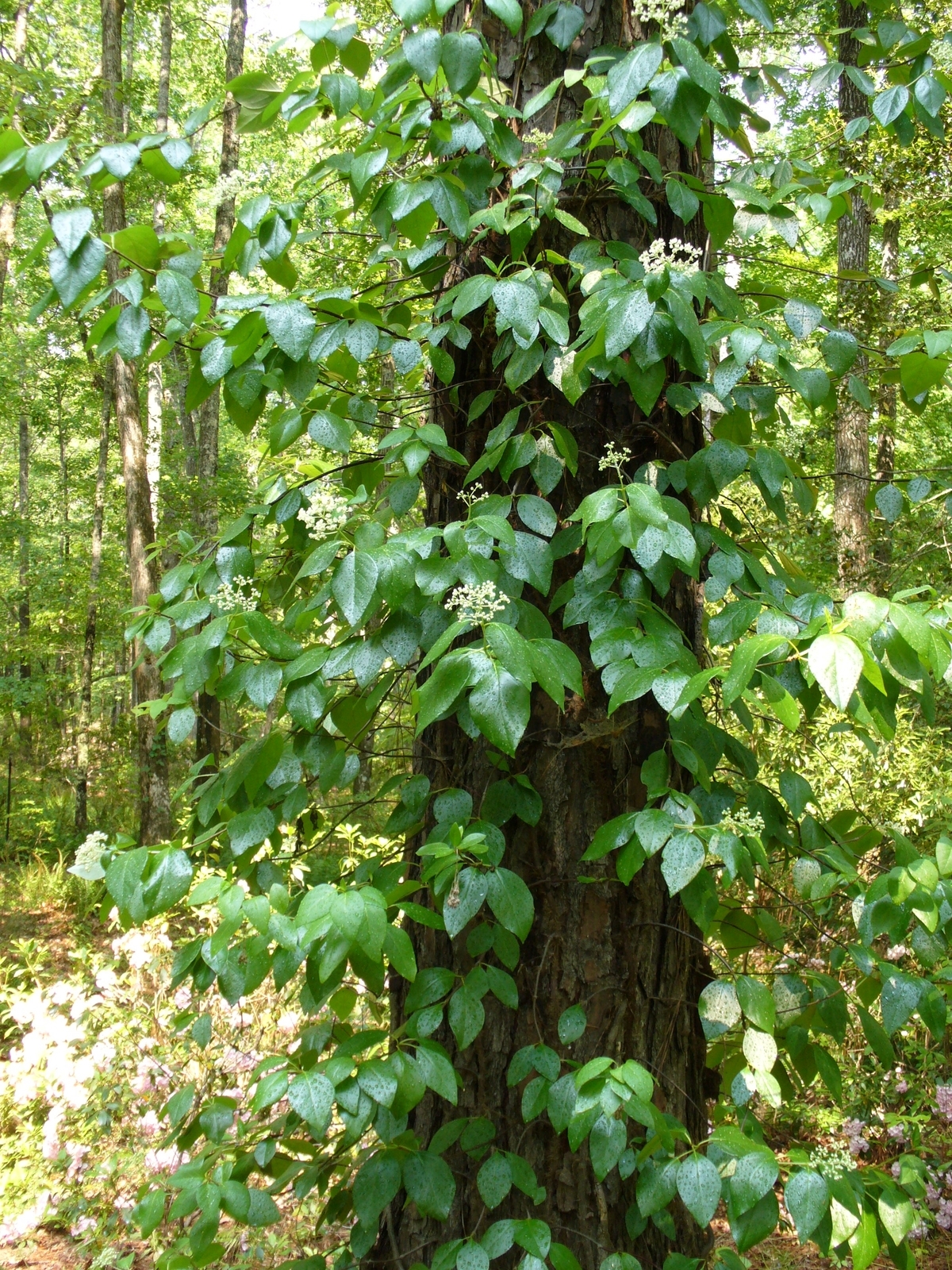 Climbing Hydrangea, Woodvamp, Decumaria