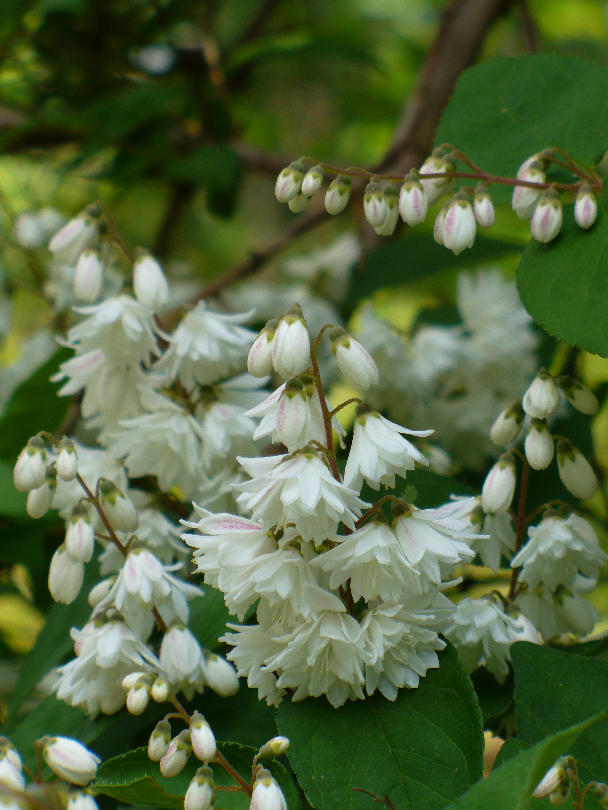 Pride of Rochester Fuzzy Deutzia, Roughleaf Deutzia, Slender Deutzia