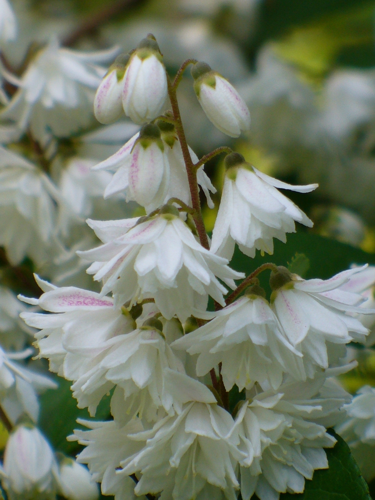 Pride of Rochester Fuzzy Deutzia, Roughleaf Deutzia, Slender Deutzia -  Orange Foliage/Stems or Marked with Orange - Almost Eden