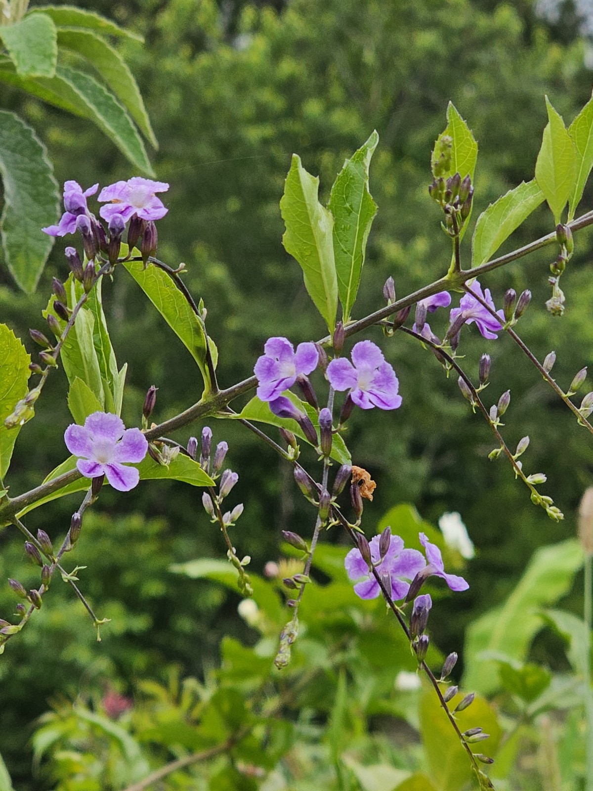 Almost Eden's Purple Lace Sky Flower
