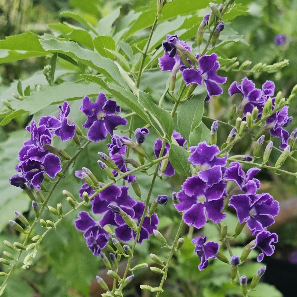 Sweet Memories Purple Sky Flower, Duranta, Golden Dew Drops