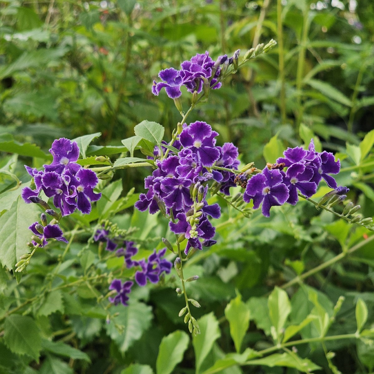 Sweet Memories Purple Sky Flower, Duranta, Golden Dew Drops