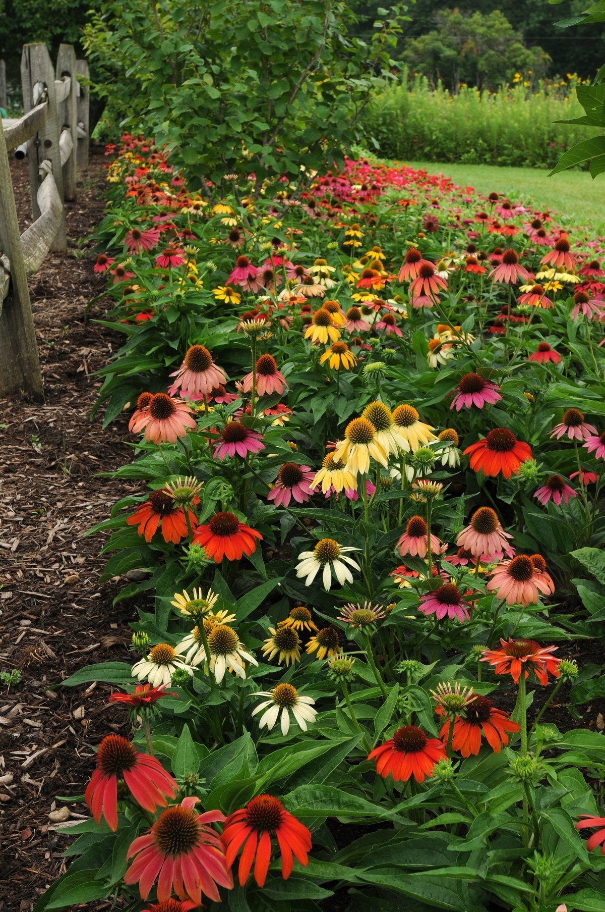 Cheyenne Spirit Purple Cone Flower