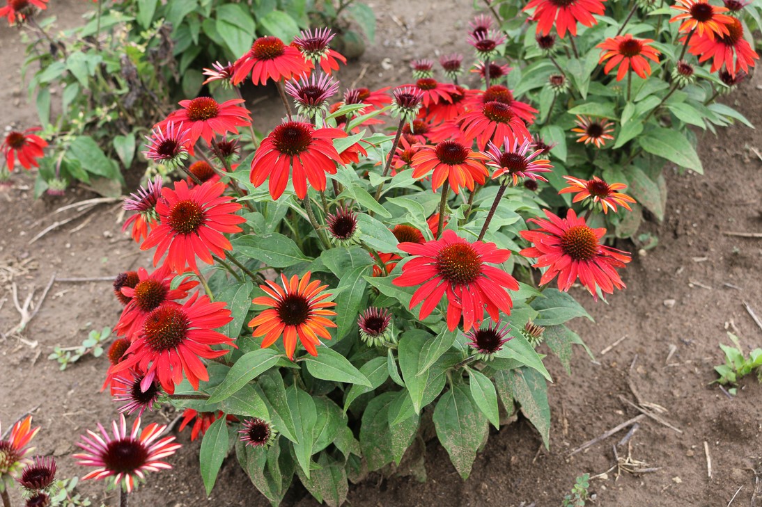 SOMBRERO® Sangarita Coneflower, Echinacea