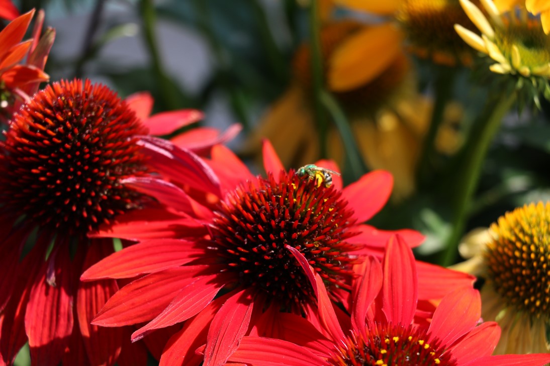 SOMBRERO® Sangarita Coneflower, Echinacea