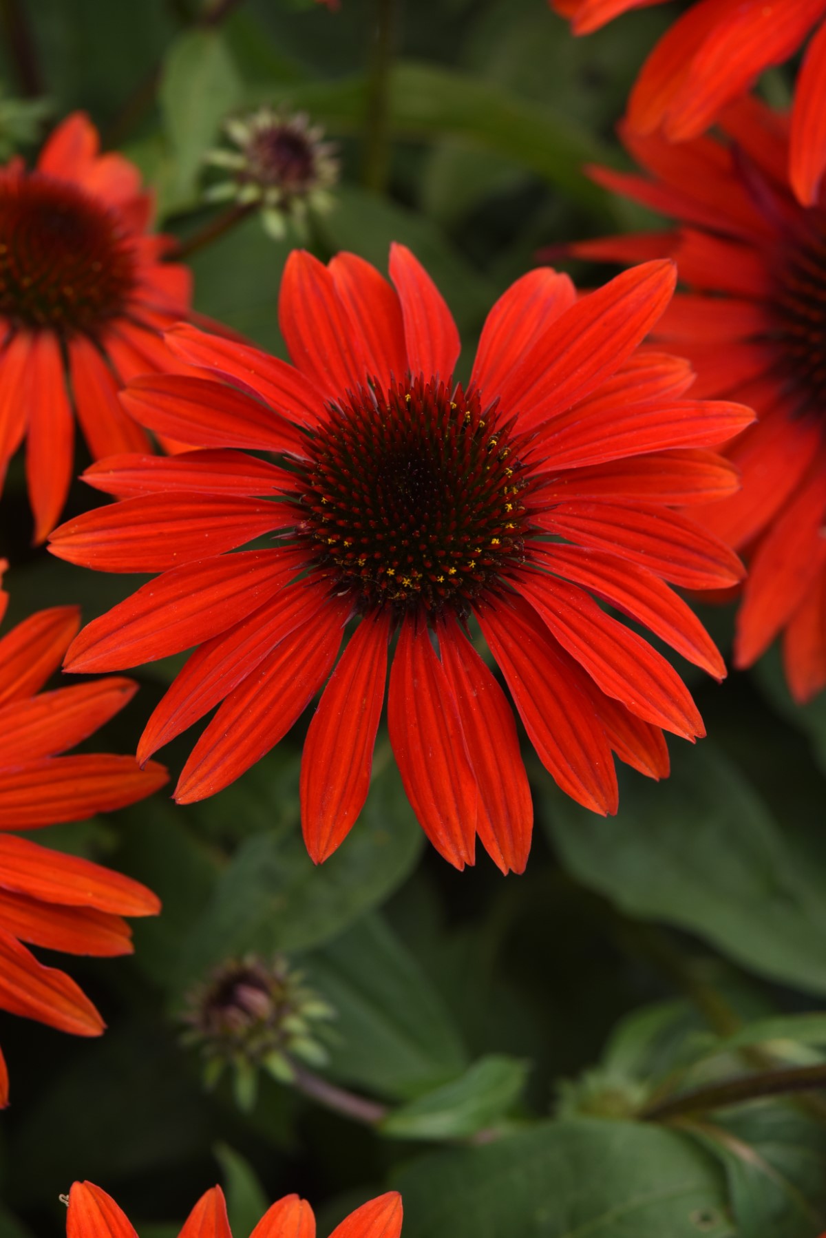 SOMBRERO® Sangarita Coneflower, Echinacea