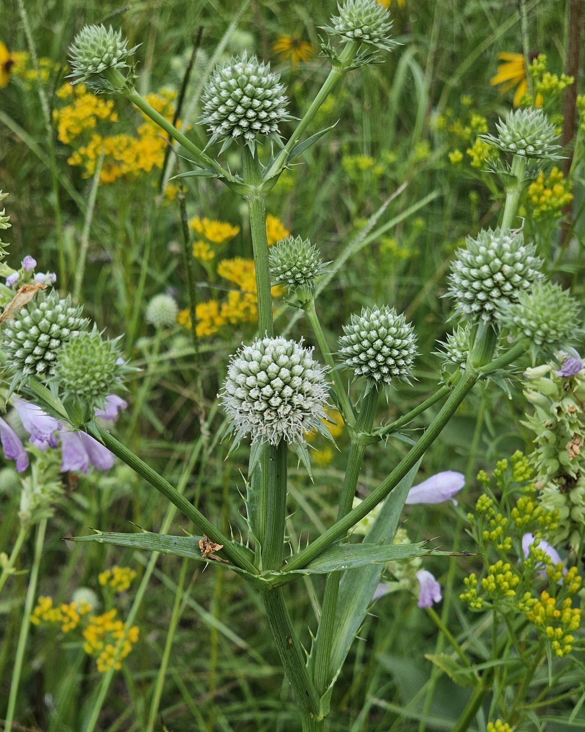Button Snakeroot, Rattlesnake Master, Button Eryngo - Songbird Plants -  Almost Eden