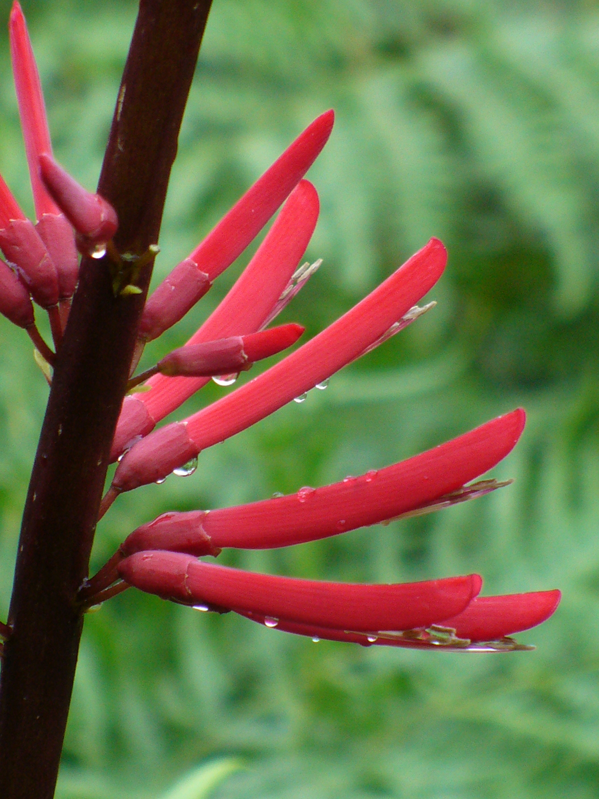 Mamou Bean, Coral Bean, Cherokee Bean, Redcardinal, Cardinal Spear