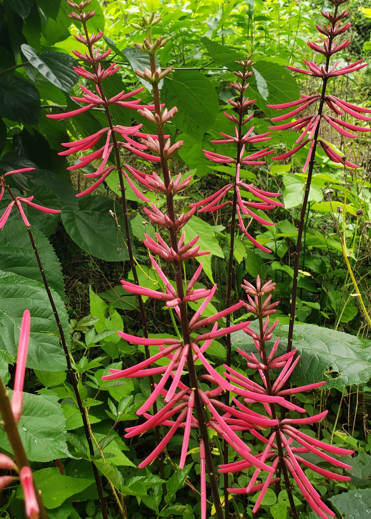 Mamou Bean, Coral Bean, Cherokee Bean, Redcardinal, Cardinal Spear